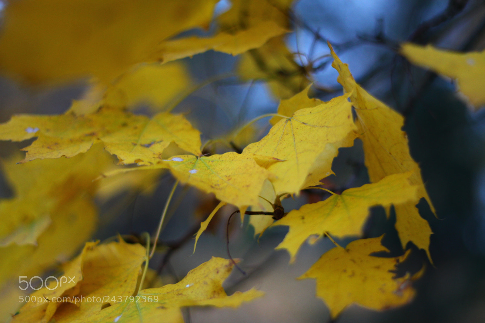 Canon EOS 700D (EOS Rebel T5i / EOS Kiss X7i) + Canon EF 50mm F1.8 STM sample photo. Yellow photography