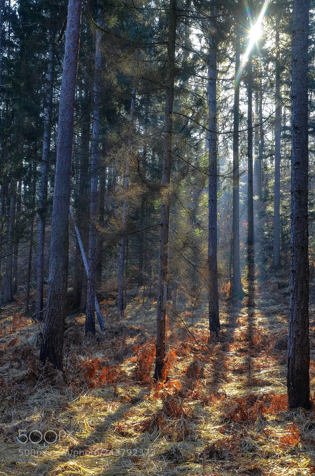 Nikon D5100 sample photo. Forest secrets photography