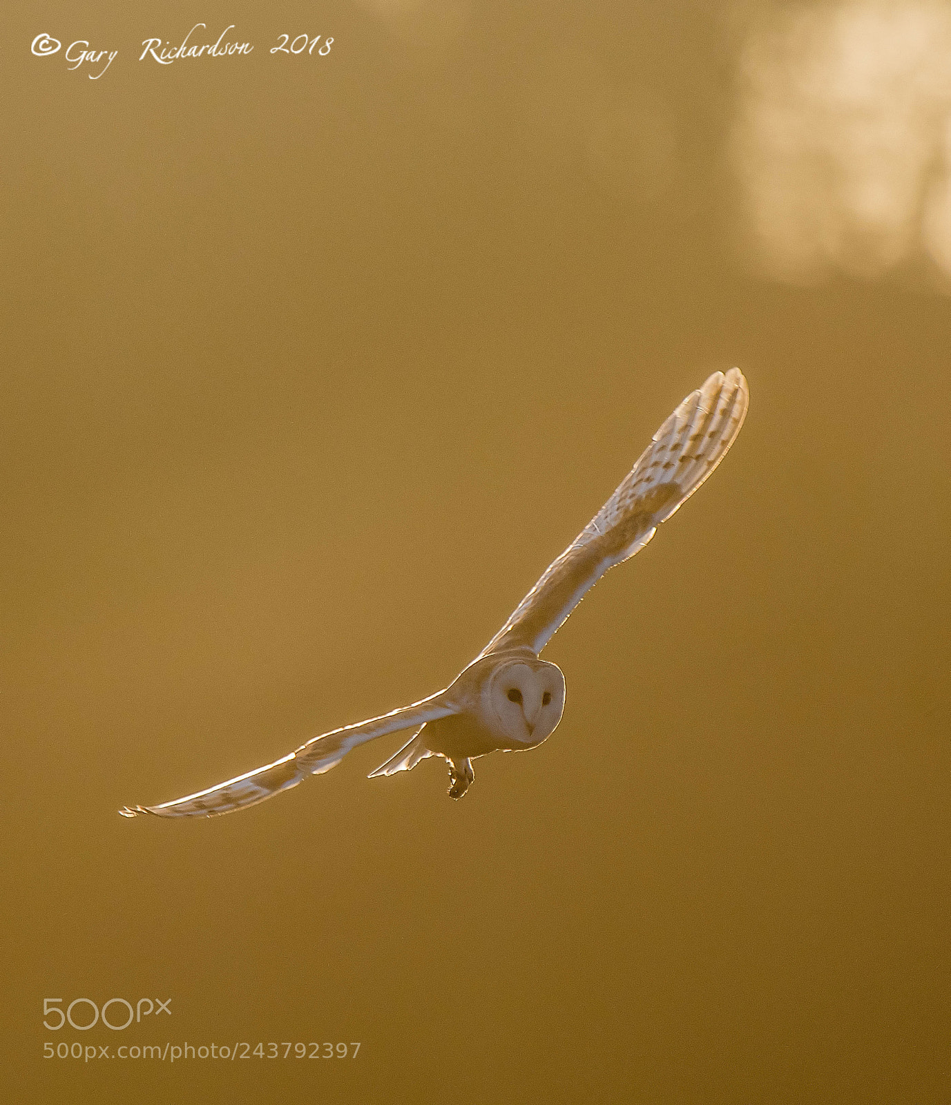 Nikon D500 sample photo. Barn owl photography