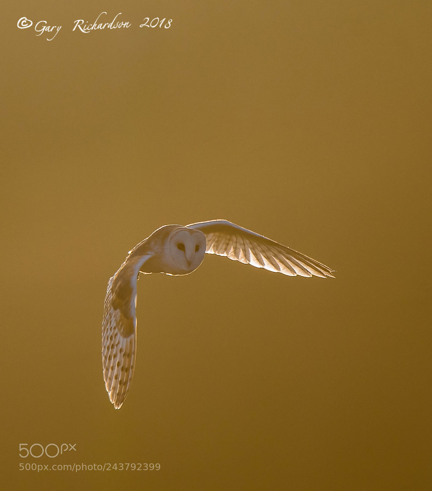Nikon D500 sample photo. Barn owl photography