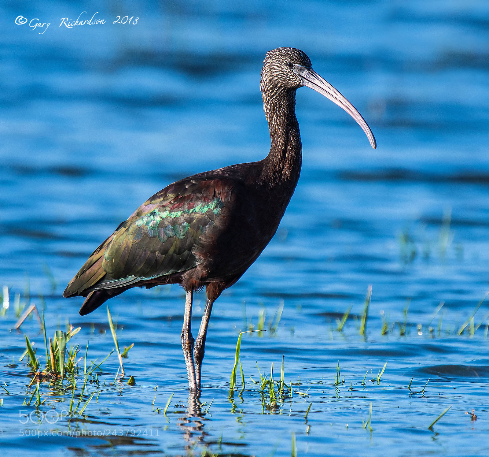 Nikon D500 sample photo. Glossy ibis photography