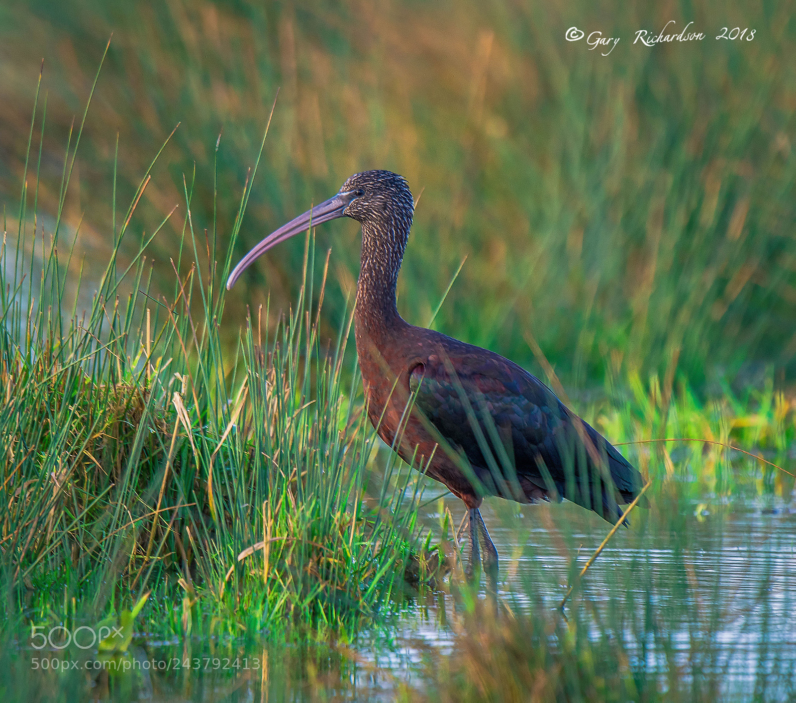 Nikon D500 sample photo. Glossy ibis photography