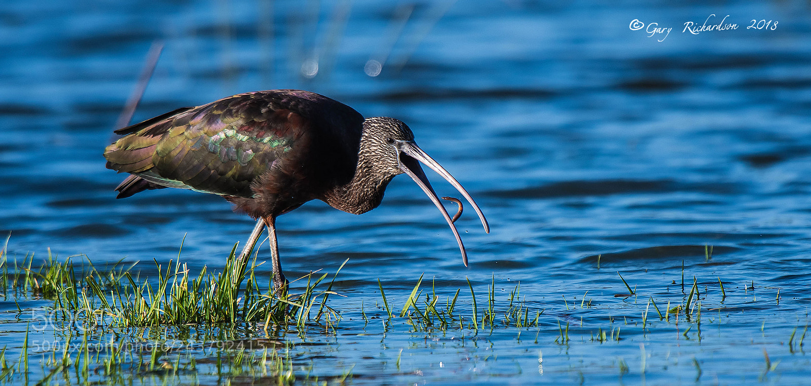 Nikon D500 sample photo. Glossy ibis photography