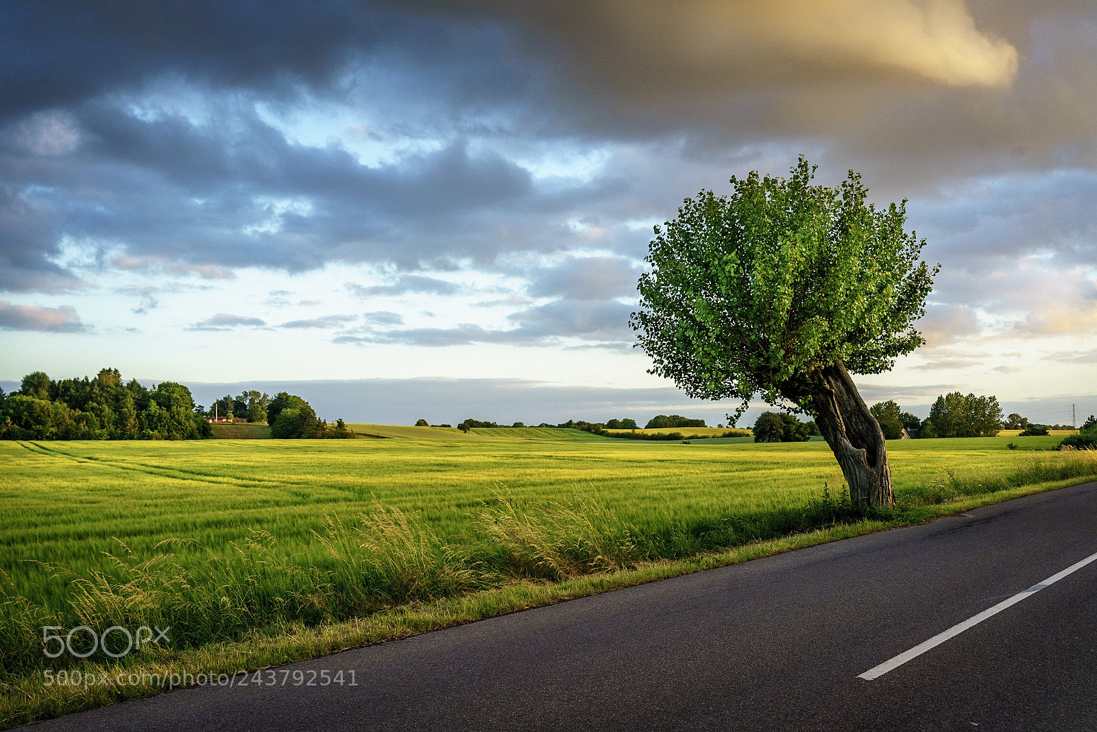 Sony a7 II sample photo. Lonely tree photography