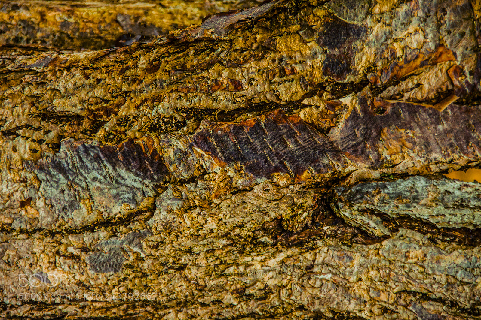 Canon EOS 50D sample photo. Bark photography