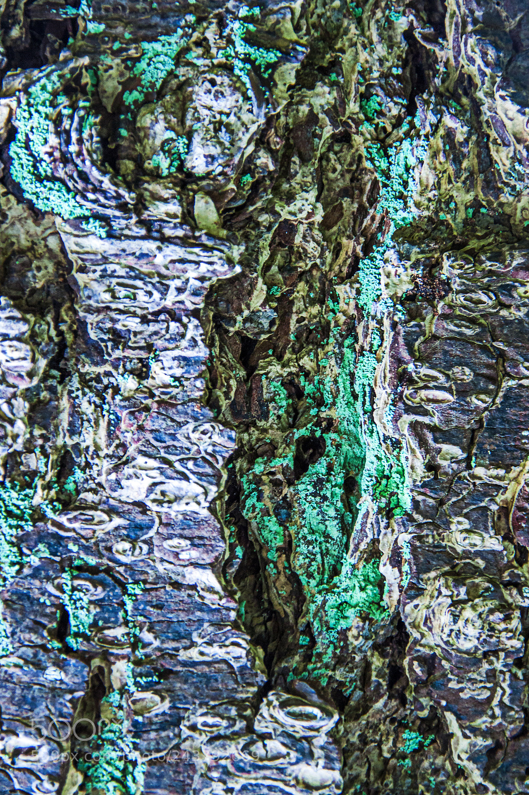 Canon EOS 50D sample photo. Bark photography