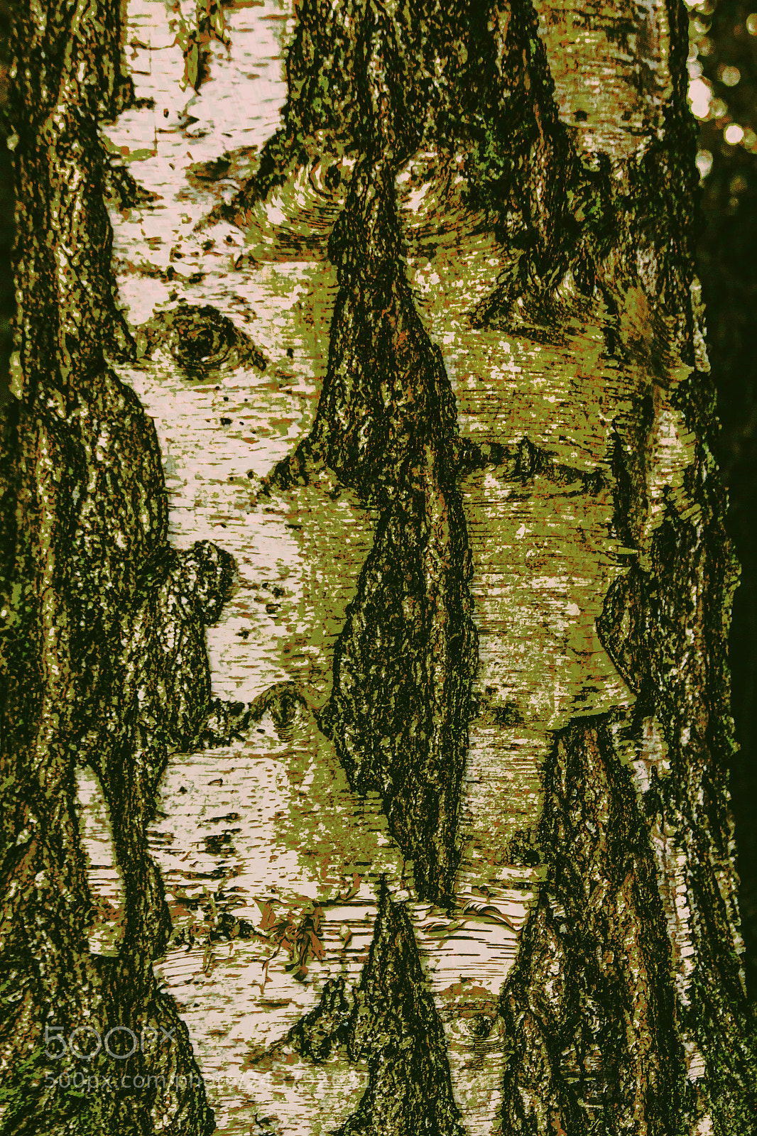 Canon EOS 50D sample photo. Bark abstracts b photography