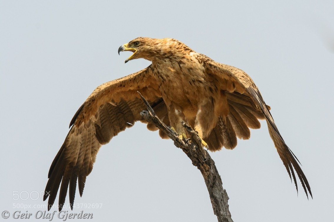 Nikon D7100 sample photo. Tawny eagle photography