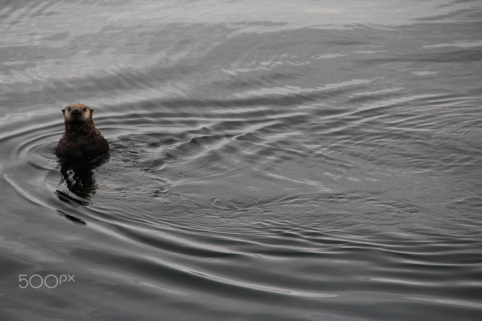 Canon EF-S 18-135mm F3.5-5.6 IS sample photo. Alaskan otter photography