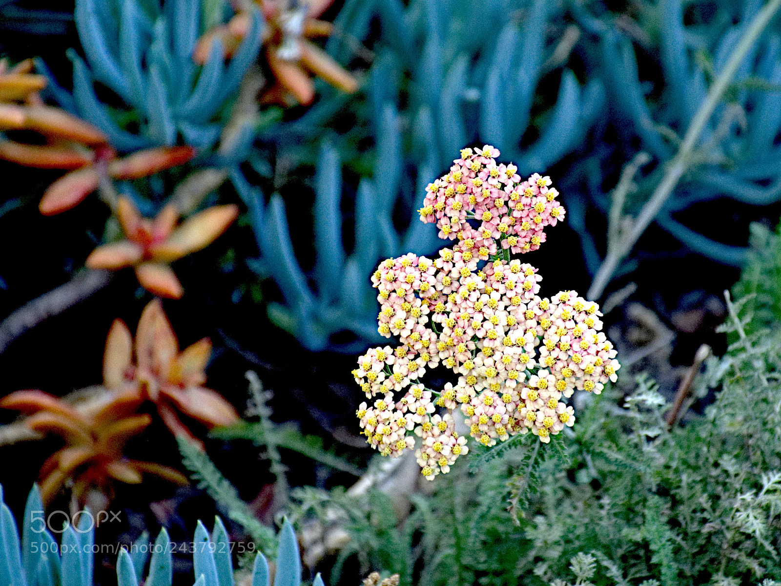 Nikon D7200 sample photo. Sweet fennel photography