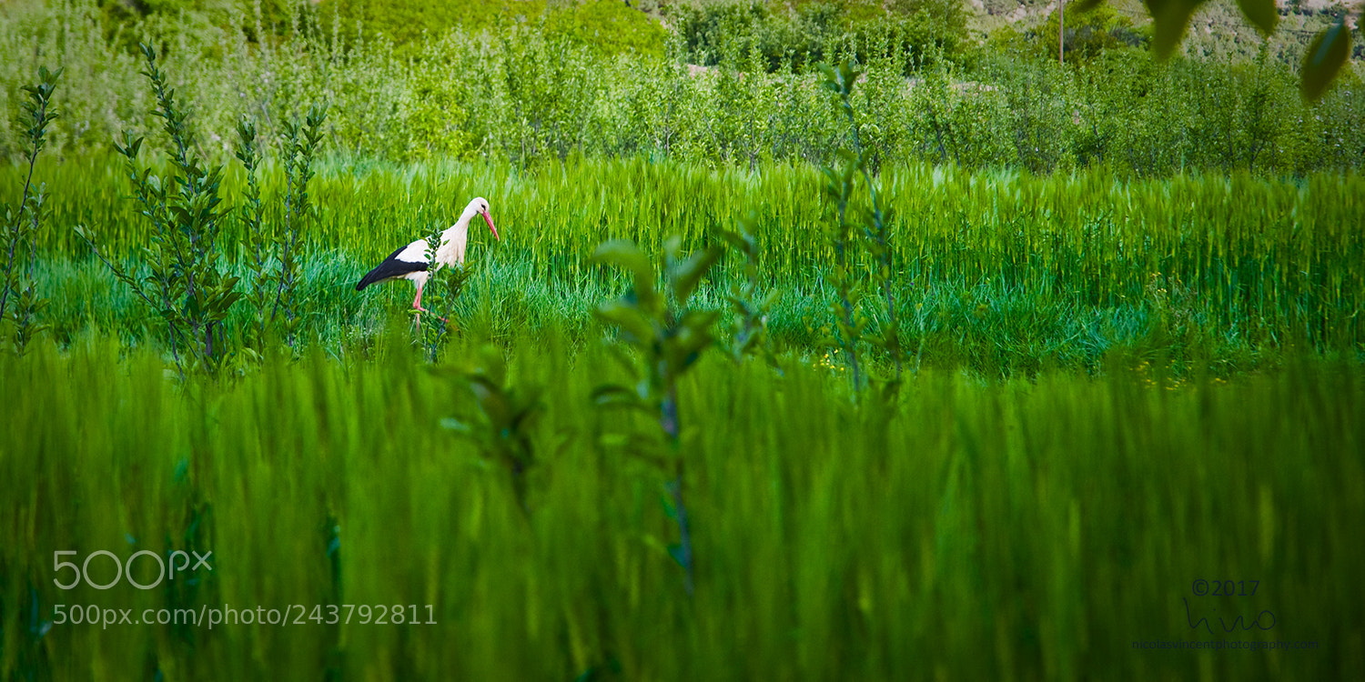 Nikon D300 sample photo. Maroccan stork photography