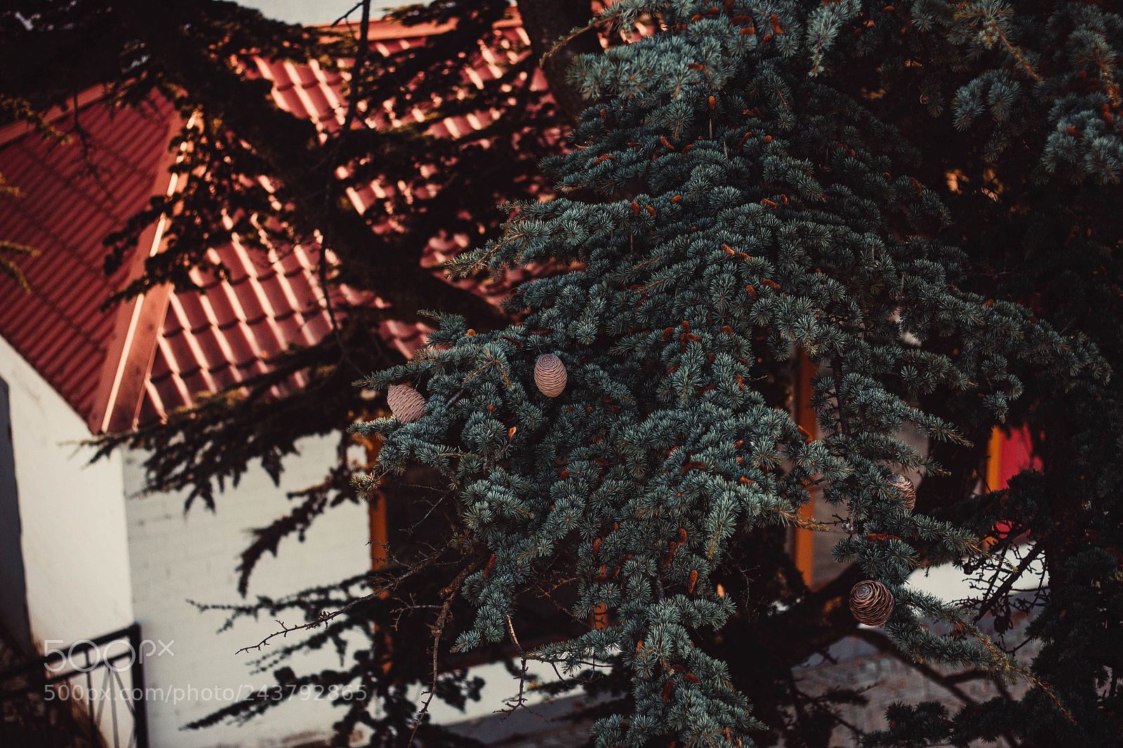 Canon EOS 550D (EOS Rebel T2i / EOS Kiss X4) sample photo. Spruce tree photography
