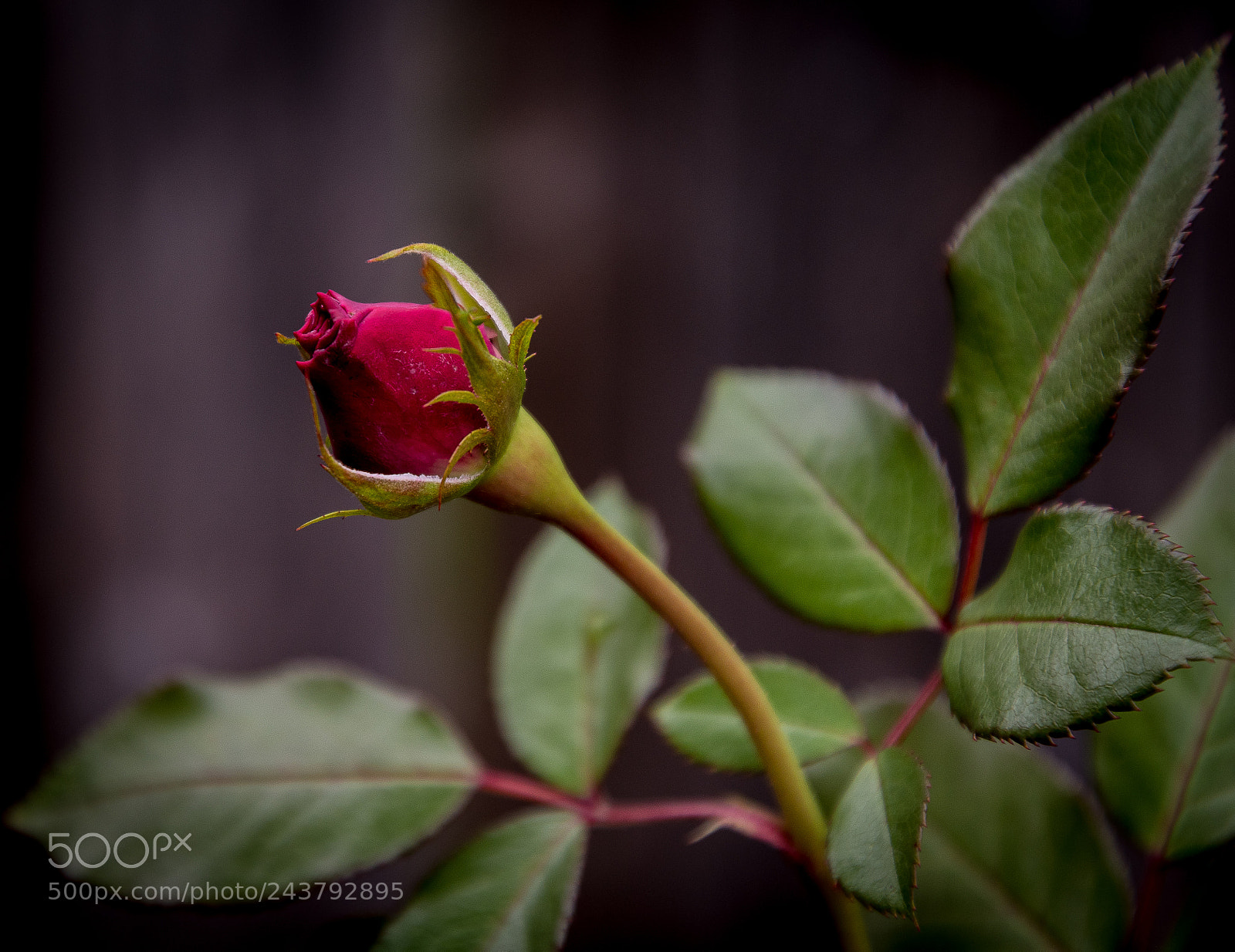 Nikon D500 sample photo. Seasons last rose photography