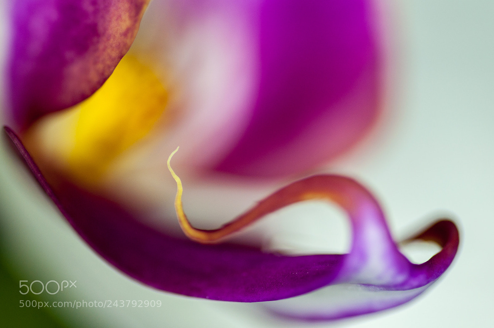 Nikon D90 sample photo. Phalaenopsis photography