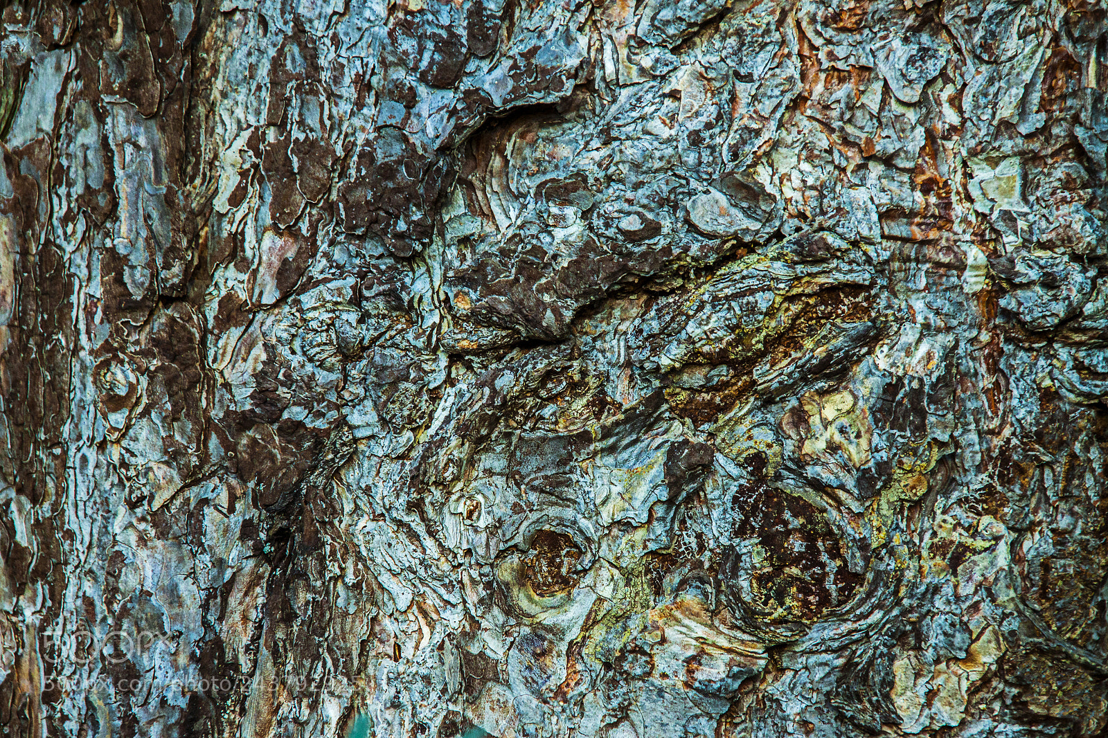 Canon EOS 50D sample photo. Hidden worlds photography
