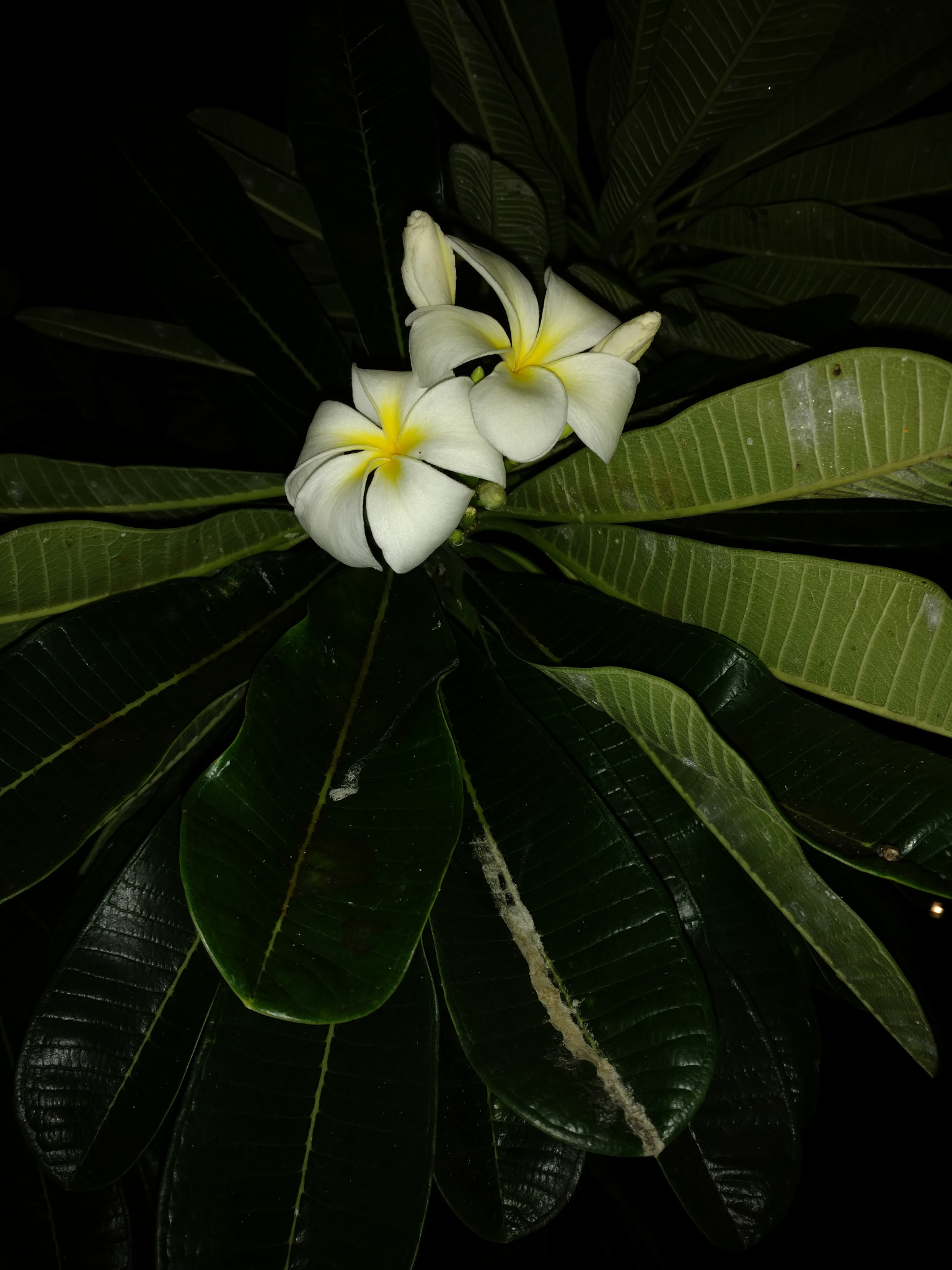 Motorola DROID Turbo 2 sample photo