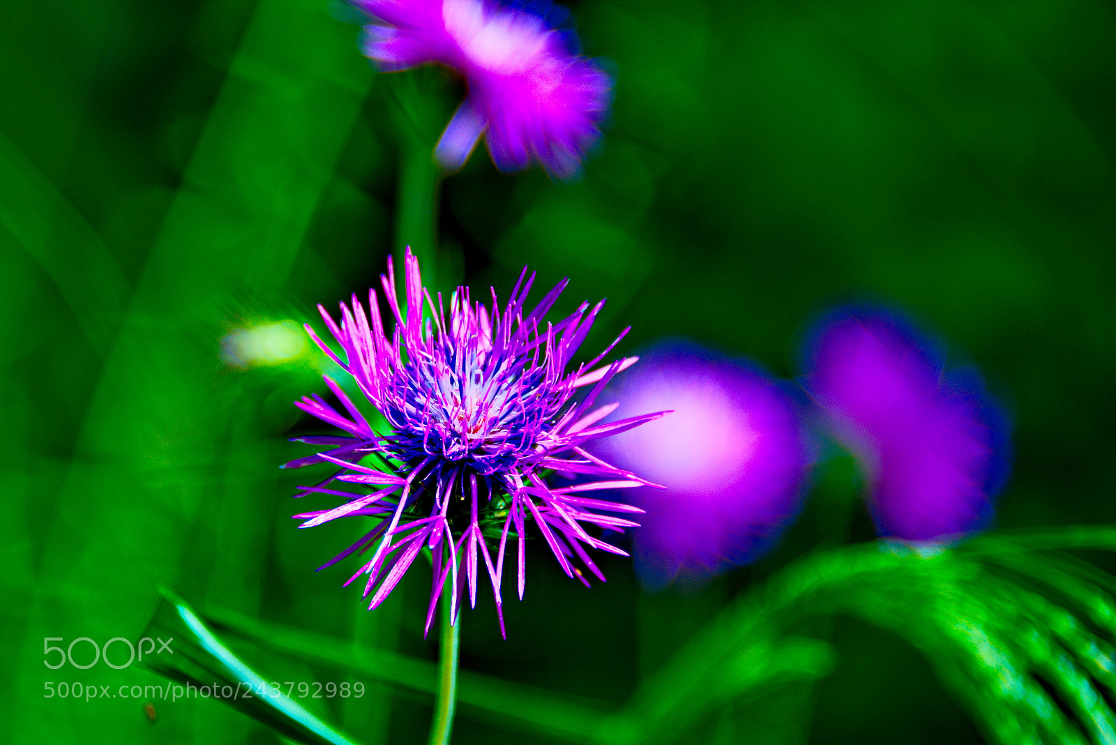 Nikon D800 sample photo. Blue masjesty in the photography