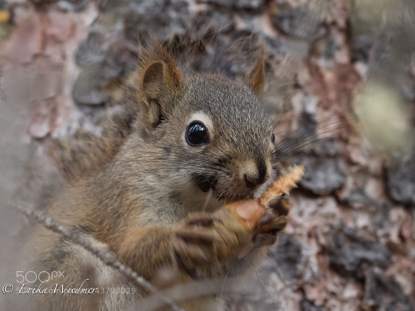 Olympus OM-D E-M1 Mark II sample photo. Streifenhörnchen! photography