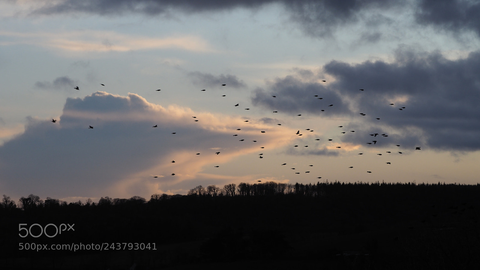 Olympus OM-D E-M5 II sample photo. Birds in flight on photography