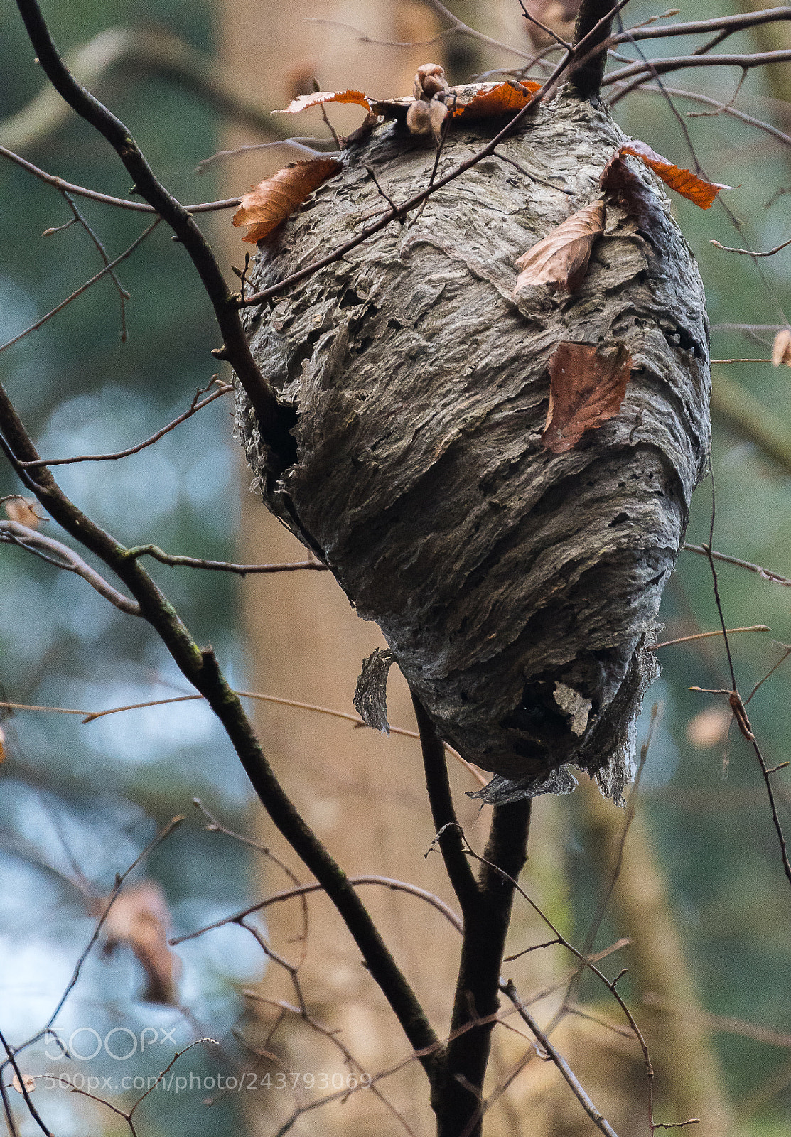 Nikon D500 sample photo. Home...... photography