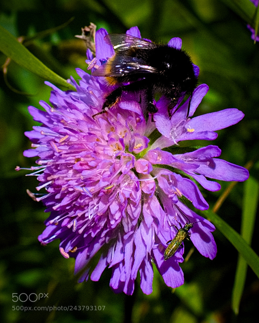 Nikon D40 sample photo. Bumblebee photography