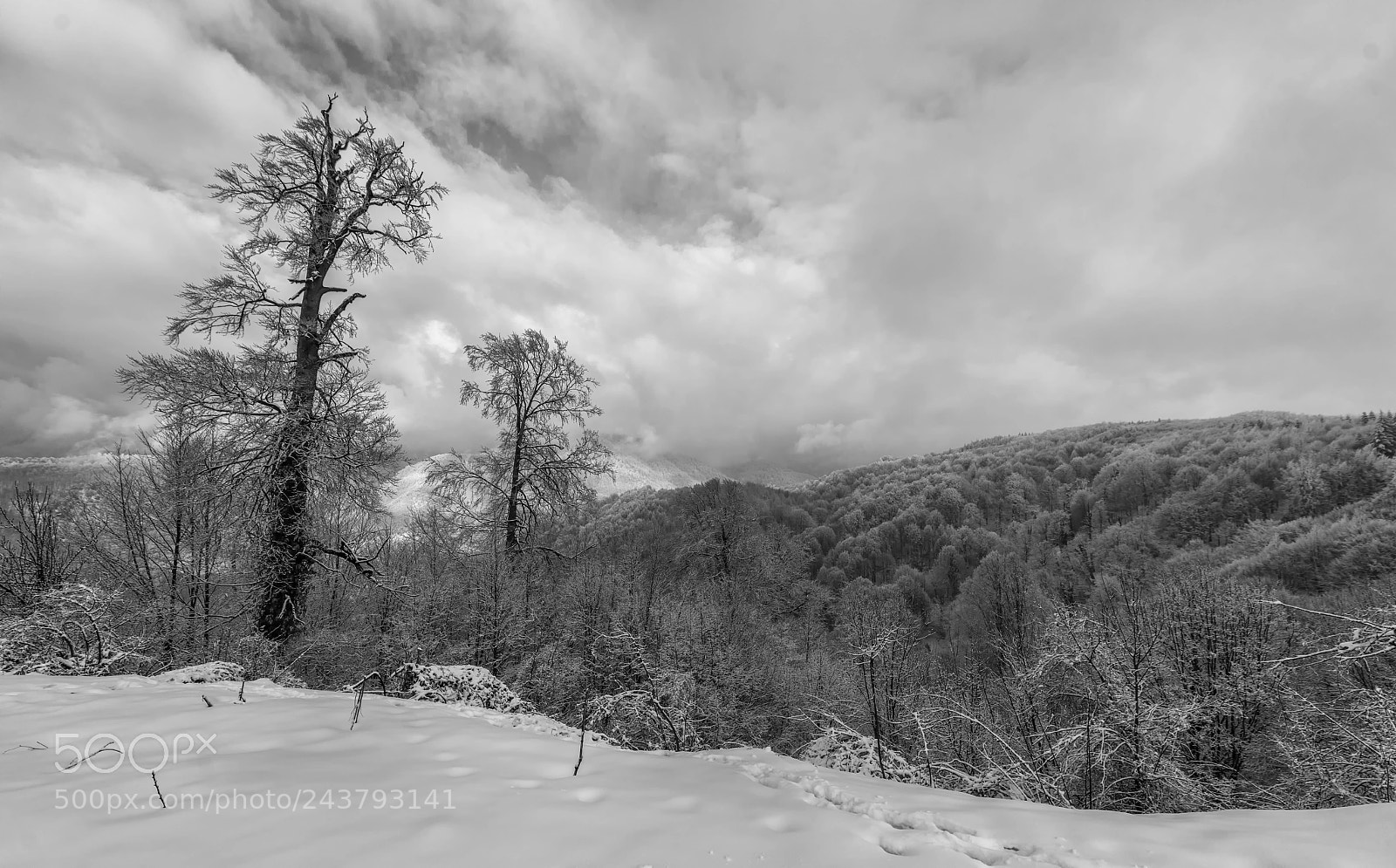Nikon D810 sample photo. Bolu da t rkiye photography
