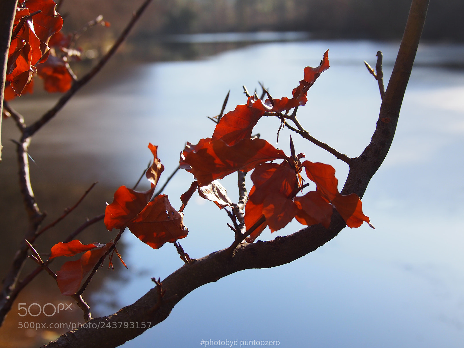 Olympus PEN E-PL6 sample photo. Red_ photography