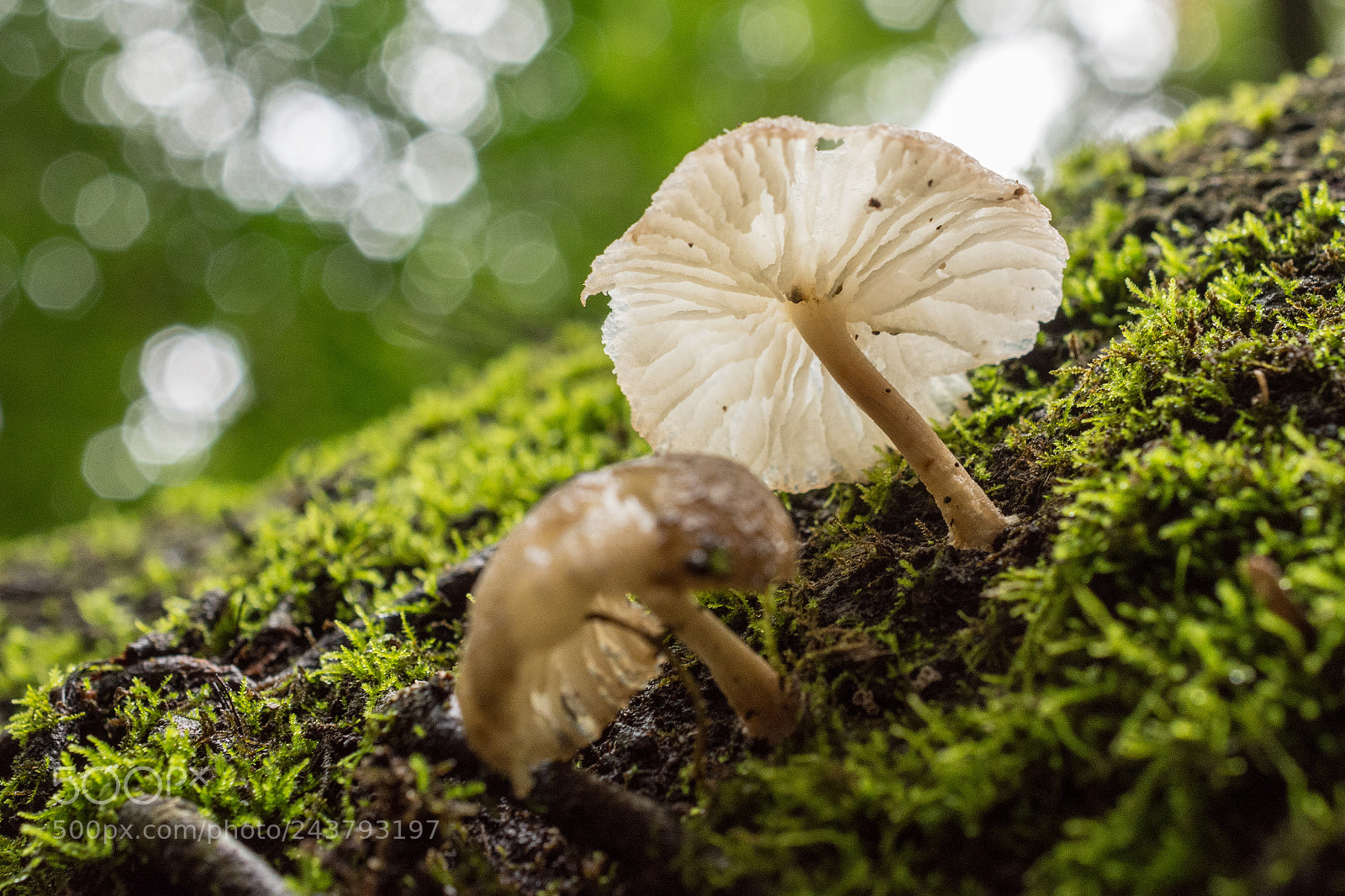 Nikon D7200 sample photo. Mushroom photography
