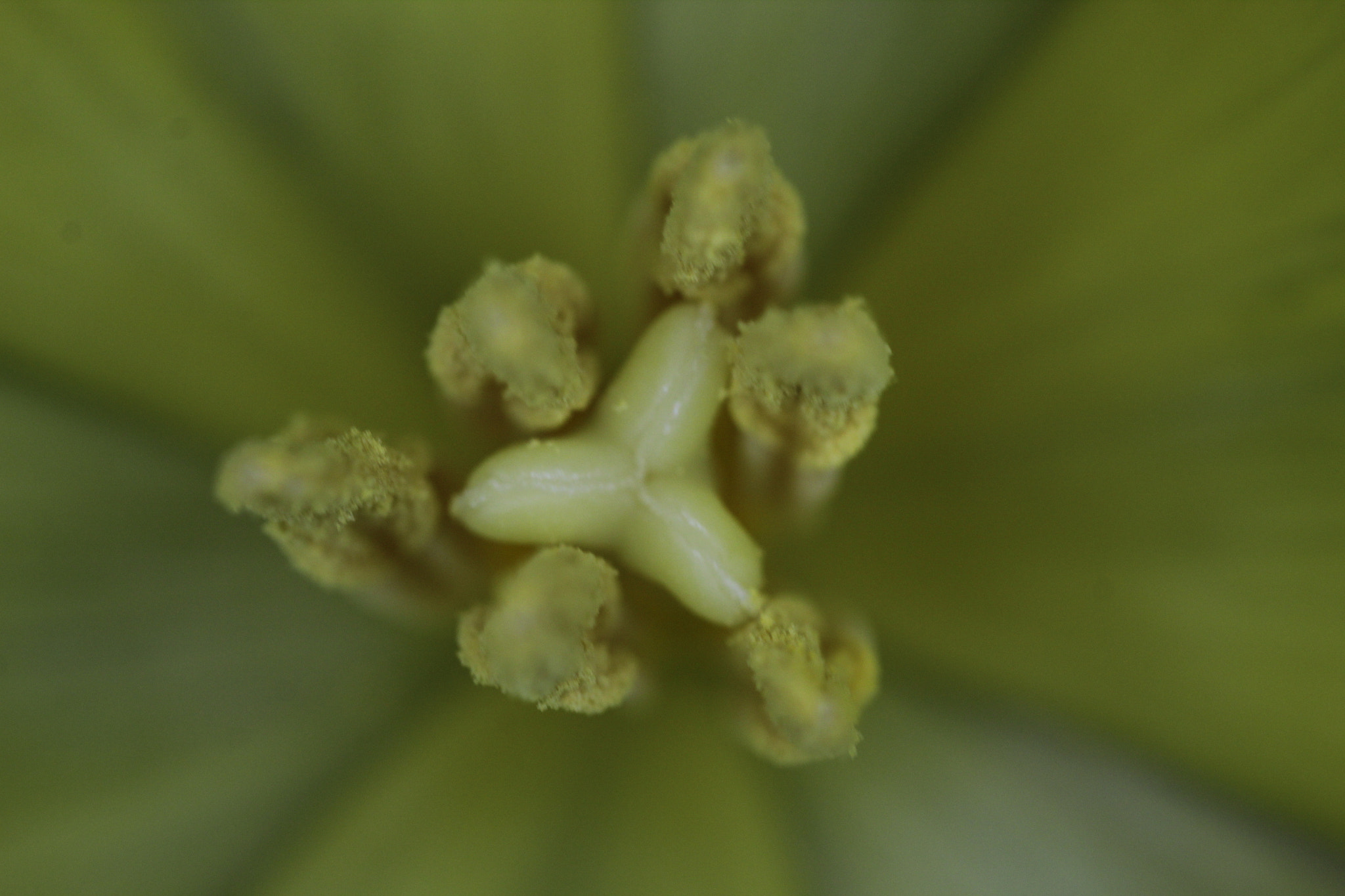Canon EF-S 35mm F2.8 Macro IS STM sample photo. Inside of a tulip photography