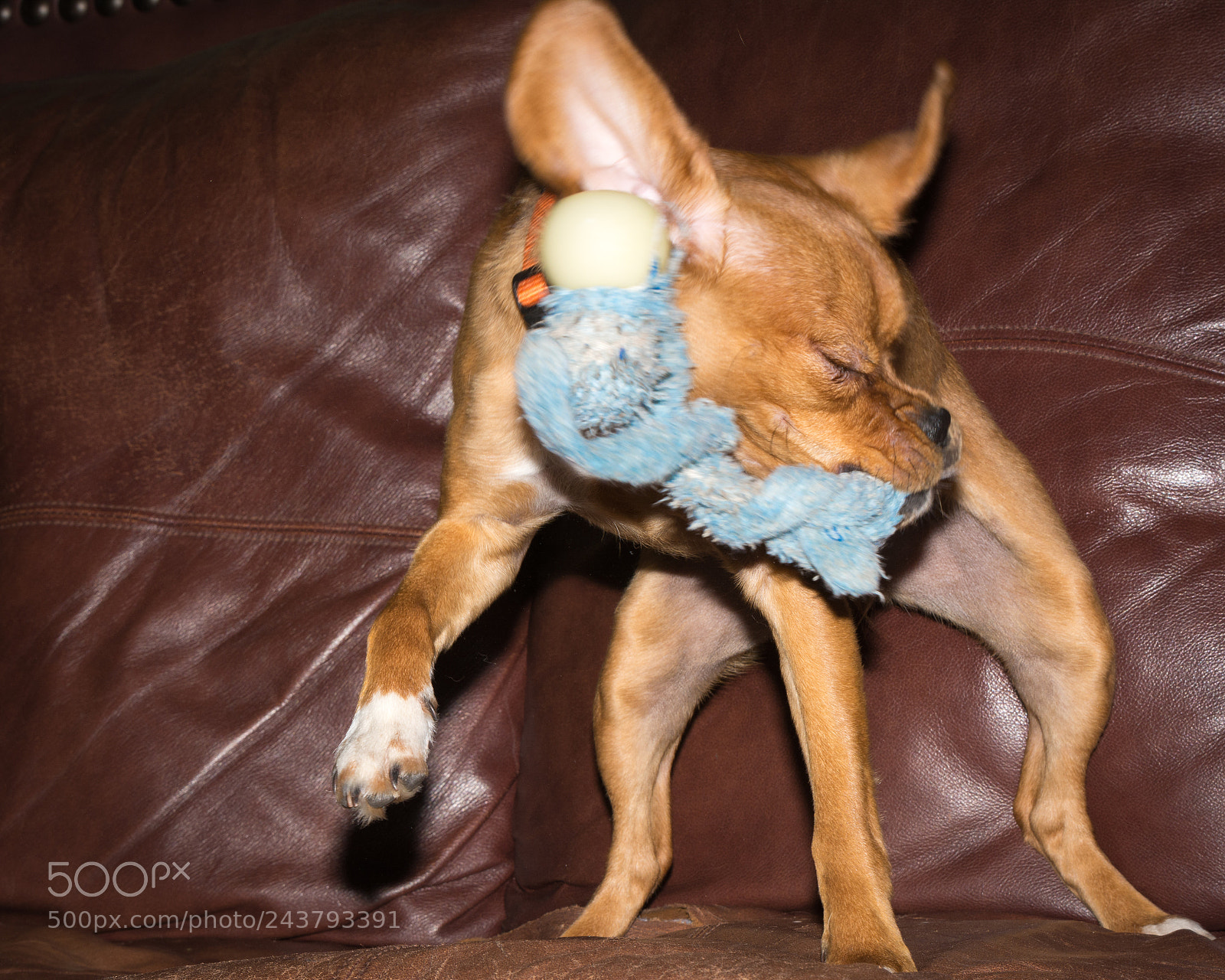 Nikon D7100 sample photo. Puppy at play photography