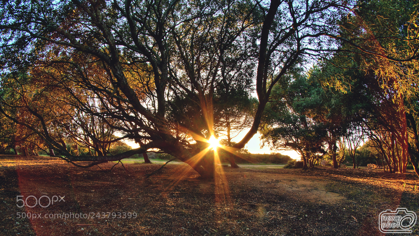 Nikon D7100 sample photo. Sunset in baracci forest photography