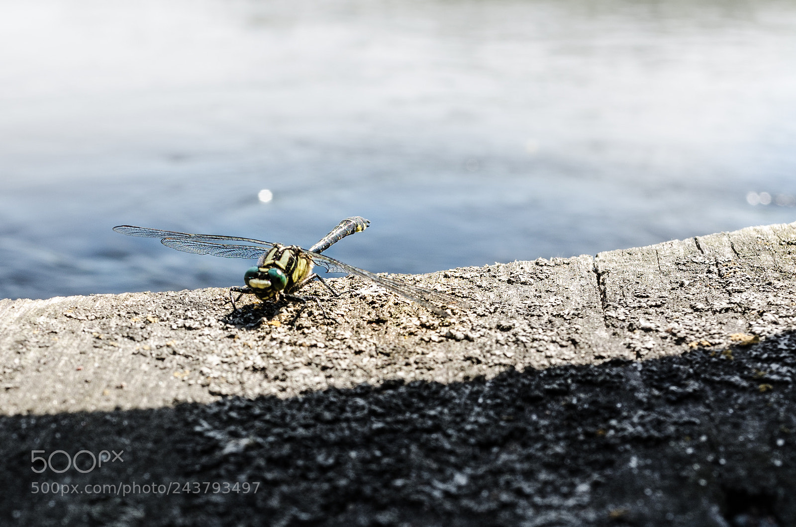 Nikon Coolpix A sample photo. Narvia dragonfly photography