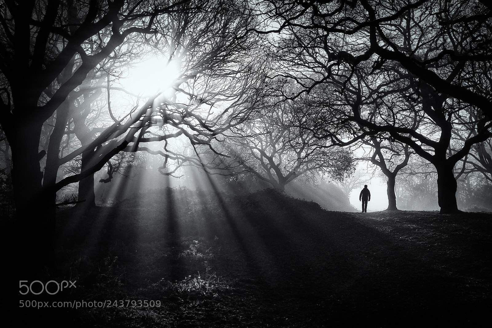 Sony a7 II sample photo. Stranger in the fog photography