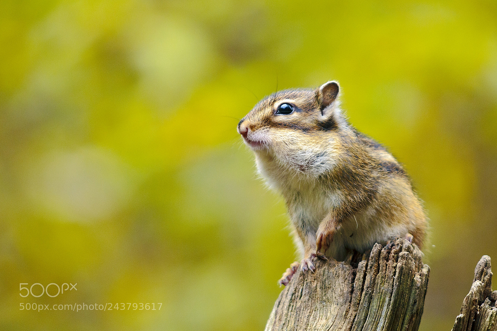 Canon EOS 60D sample photo. Squirrel (20444.jpg) photography