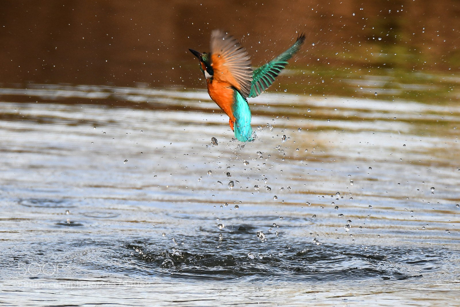 Nikon D500 sample photo. Kingfisher photography