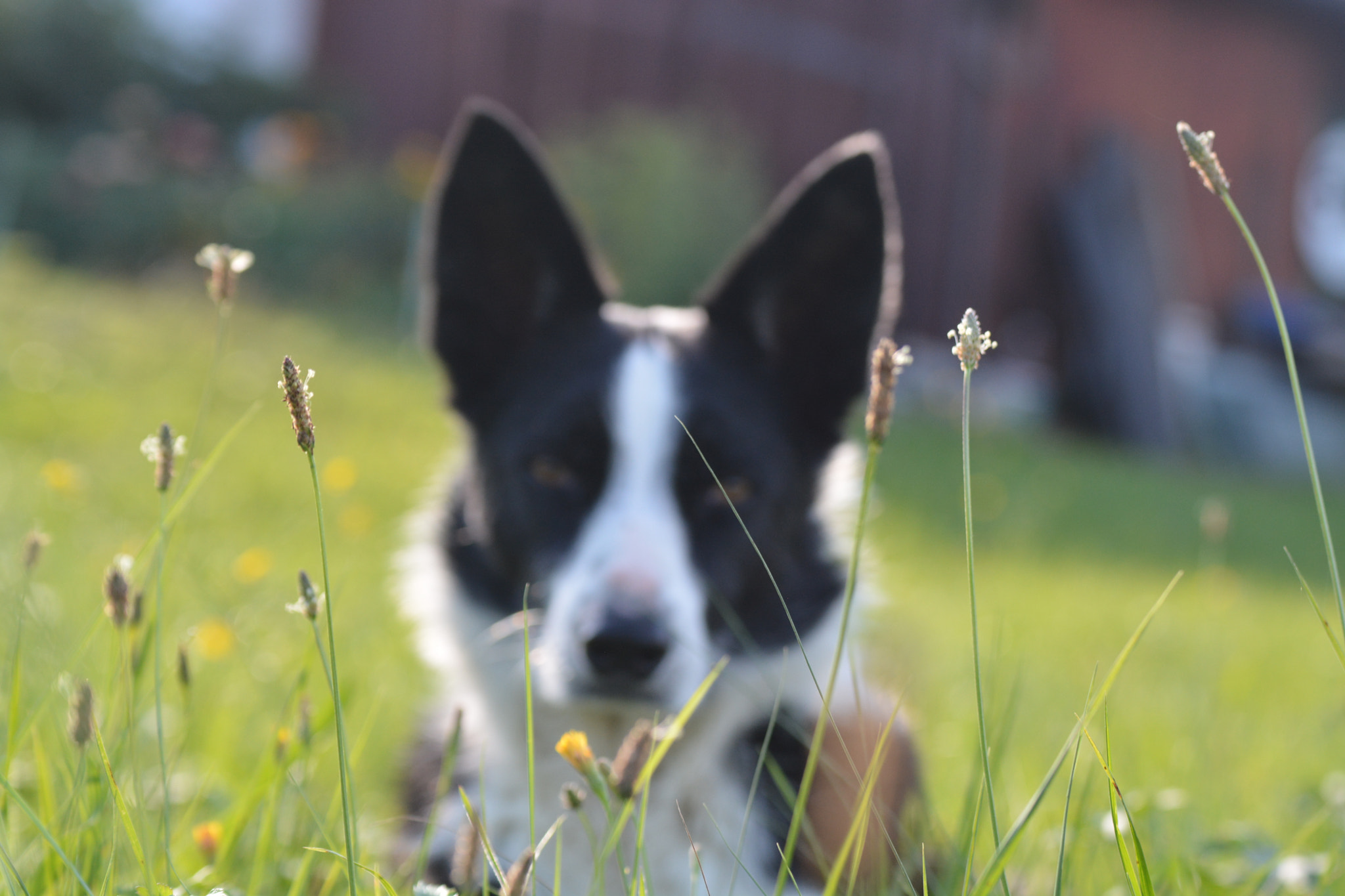 Nikon D7100 sample photo. Dog ! photography