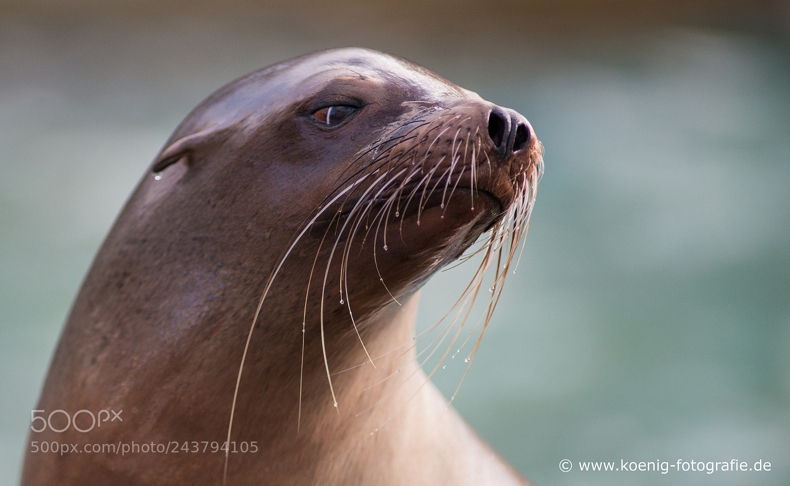 Nikon D800 sample photo. Sea ​​lion photography