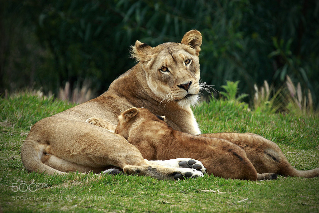 Canon EOS 30D sample photo. Lioness cubs photography