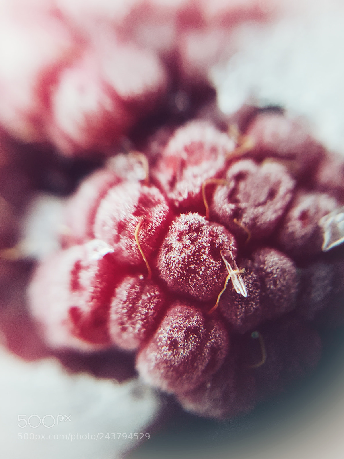 Samsung Galaxy S7 sample photo. Raspberry and ice photography