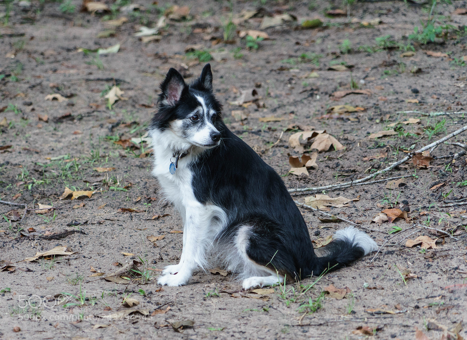 Sony a7 II sample photo. Ellie photography