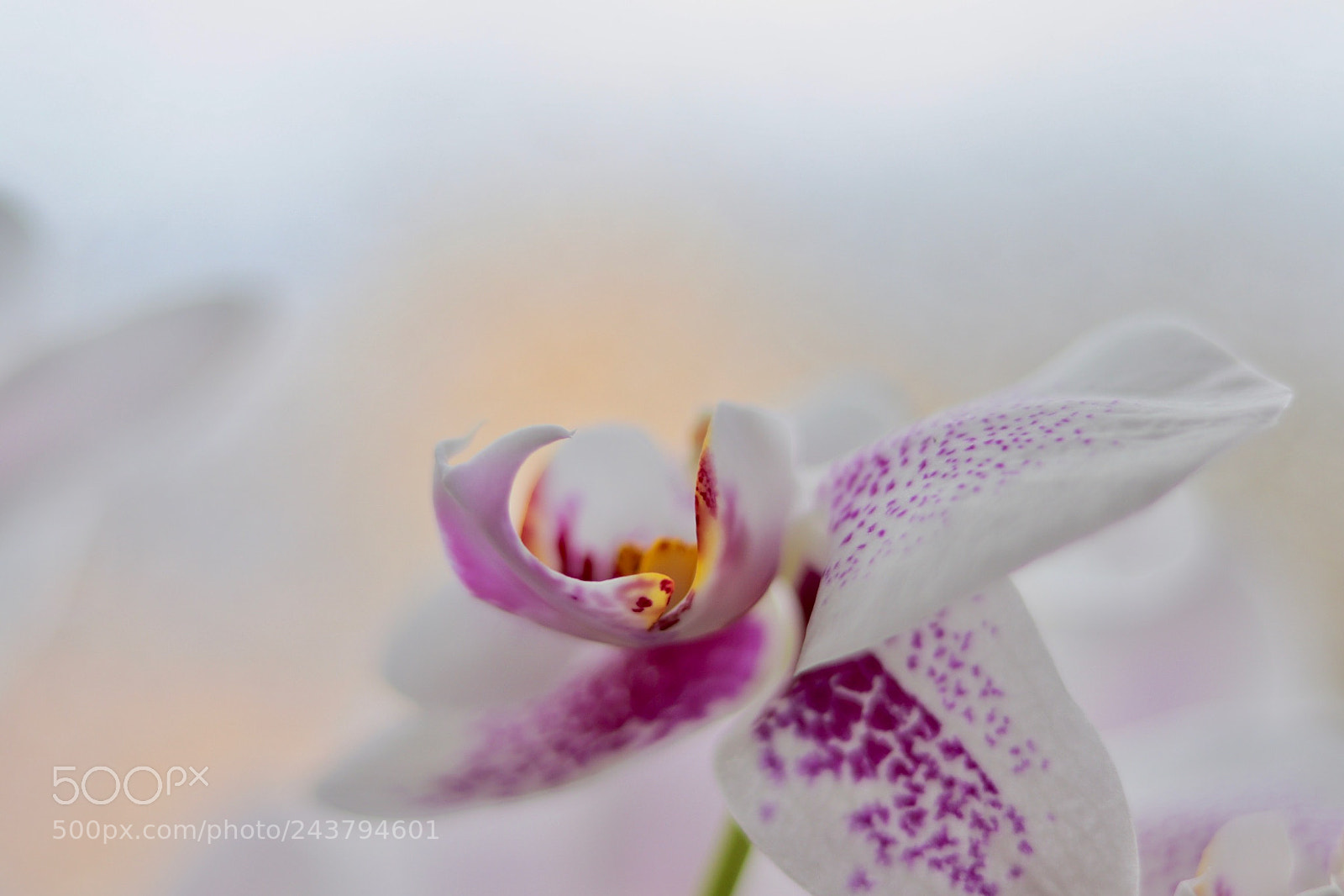 Canon EOS 77D (EOS 9000D / EOS 770D) sample photo. Orchid in warm sunlight ! photography