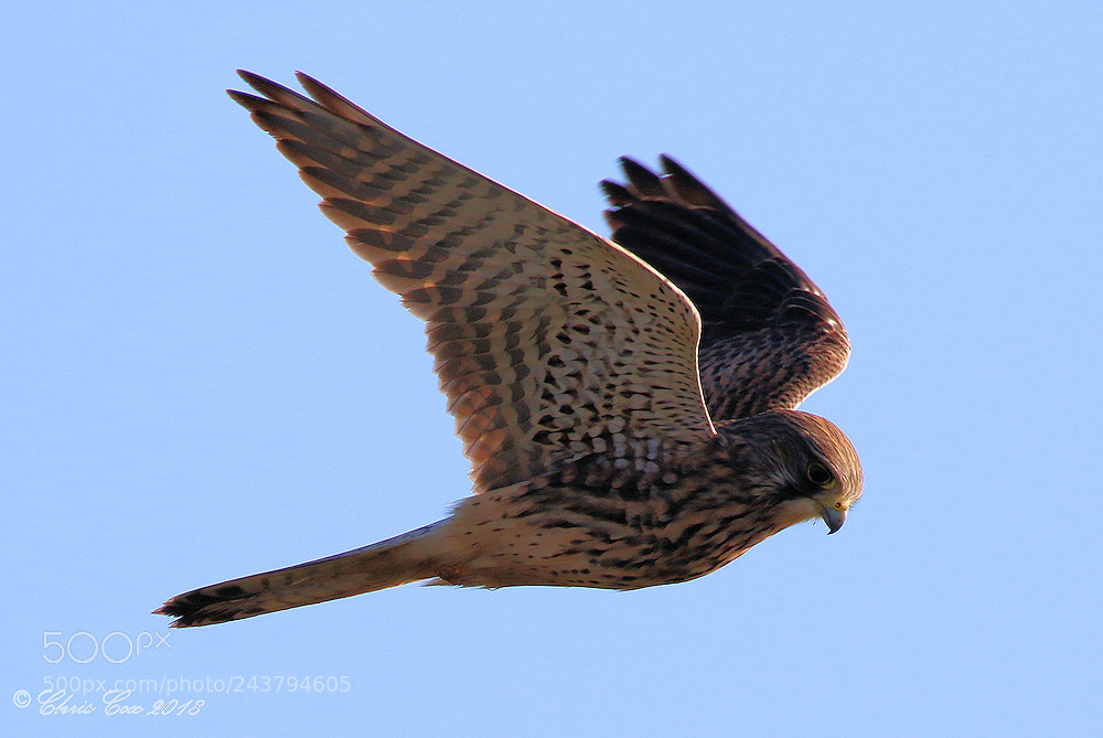 Canon EOS 7D Mark II sample photo. Kestrel photography