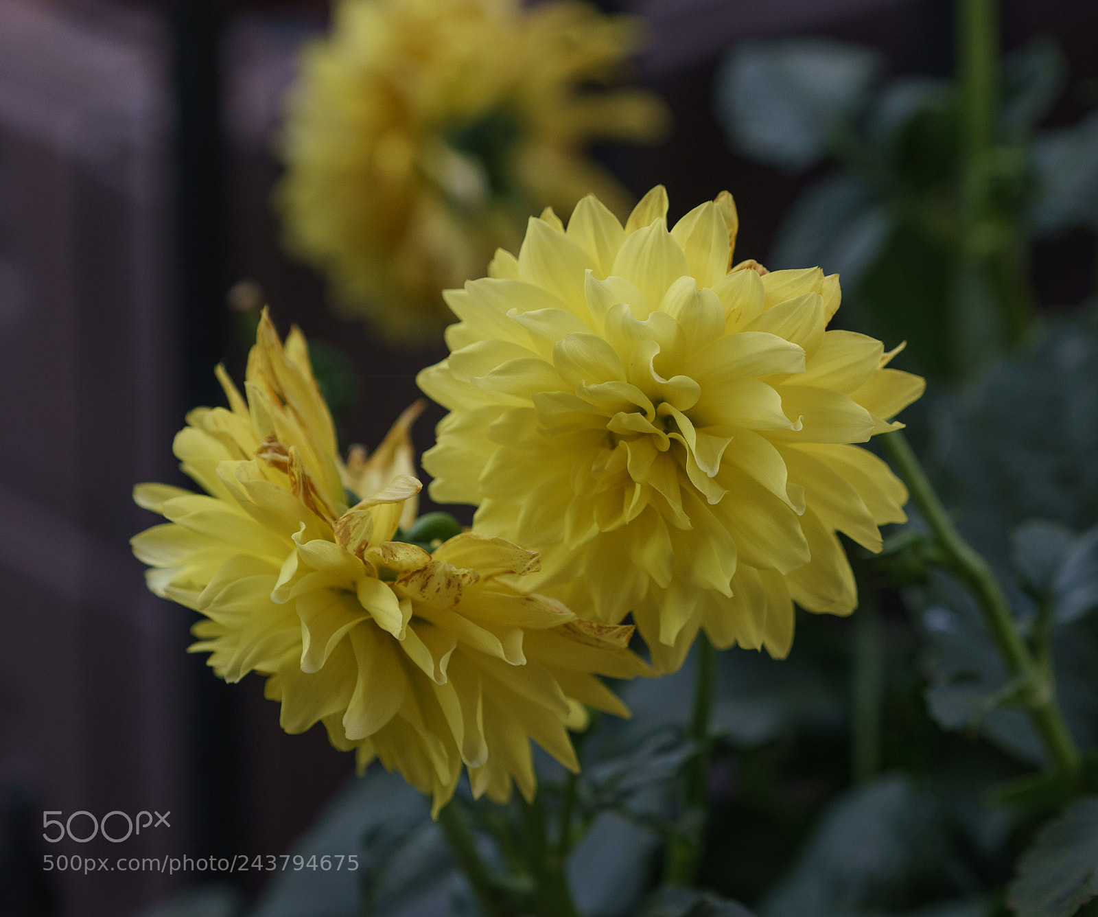 Sony a7 II sample photo. Flawed beauty photography