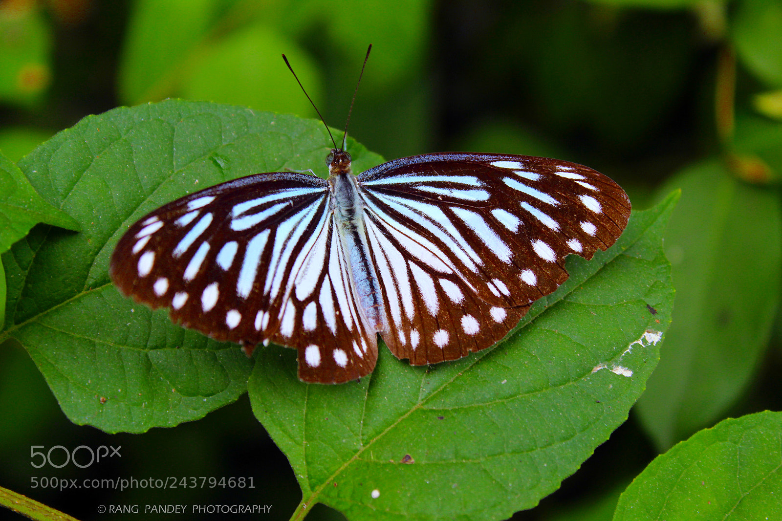 Canon EOS 1300D (EOS Rebel T6 / EOS Kiss X80) sample photo. Butterfly photography