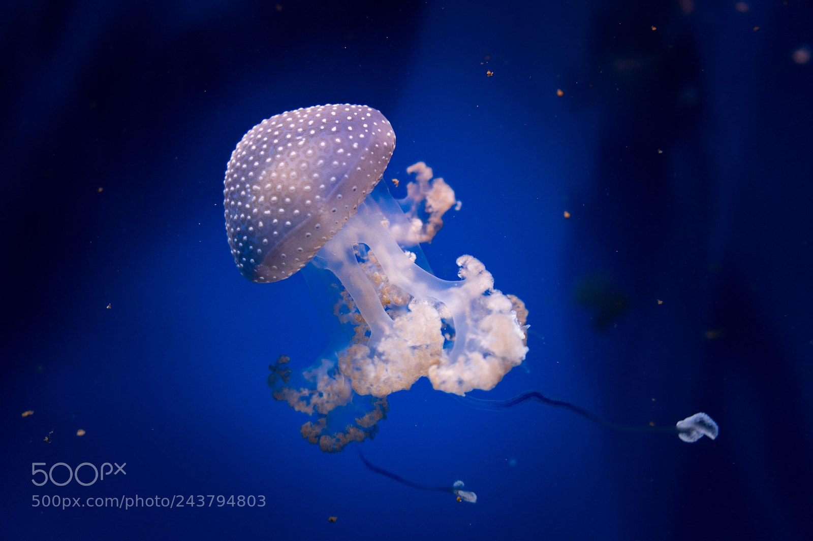 Sony a7 sample photo. Jellyfish photography