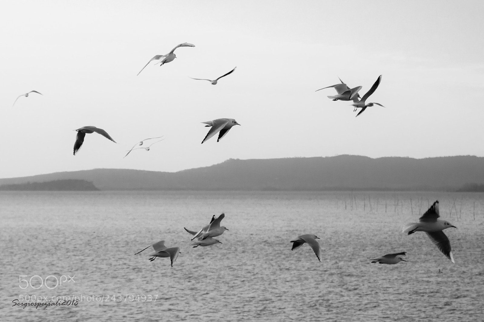 Nikon D90 sample photo. Fly together photography