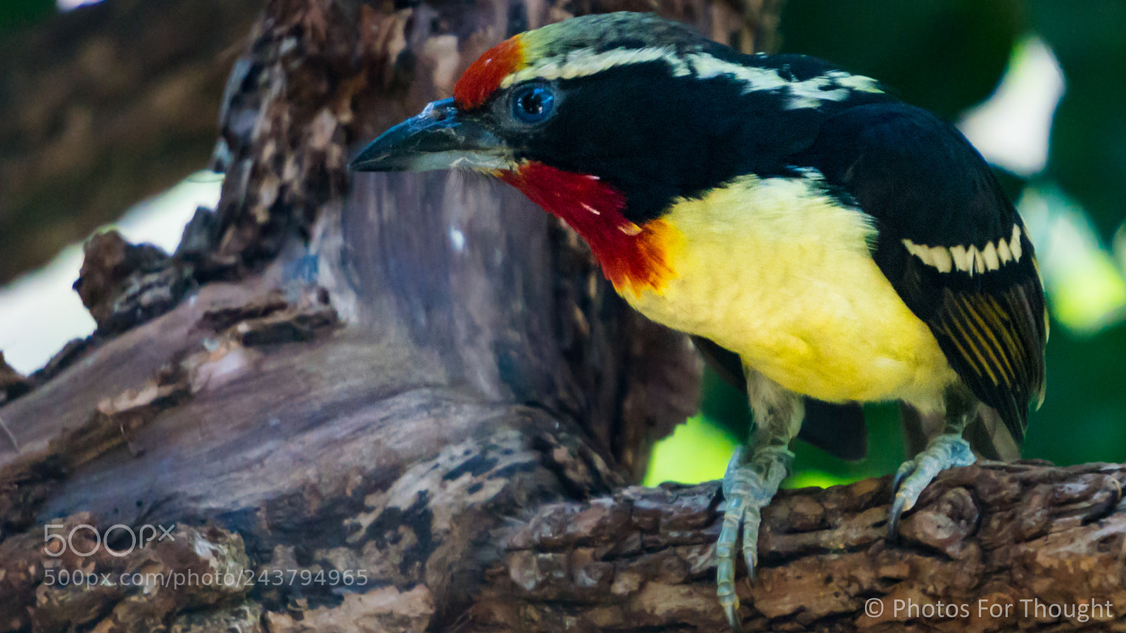 Sony Alpha NEX-5R sample photo. Take flight photography