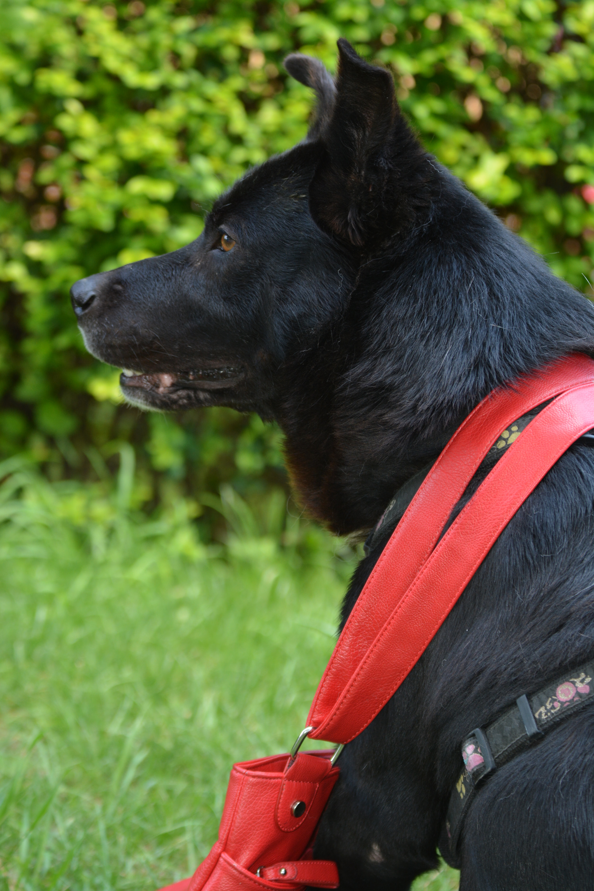 Nikon D7100 sample photo. A, look ! my, dog !  what, you, look, to, my dog ?  i, love, that, bag ! photography