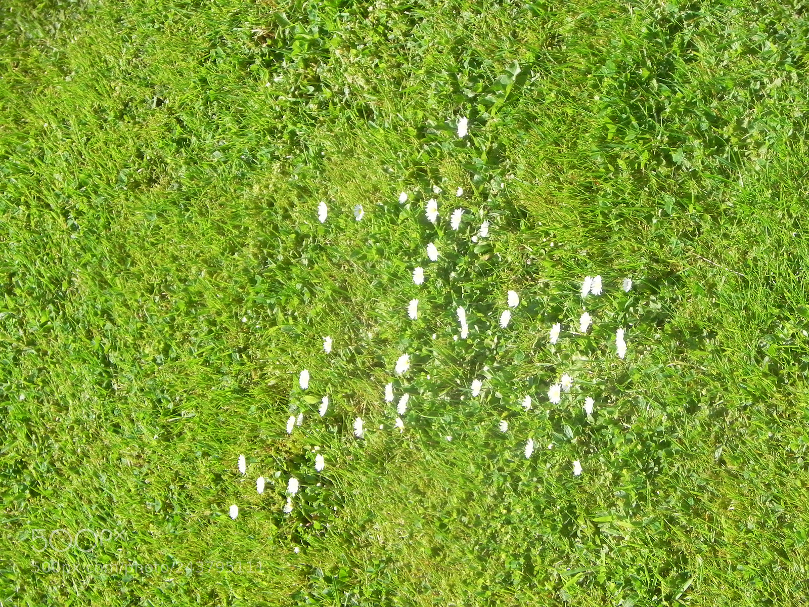 Nikon Coolpix P100 sample photo. Daisy photography