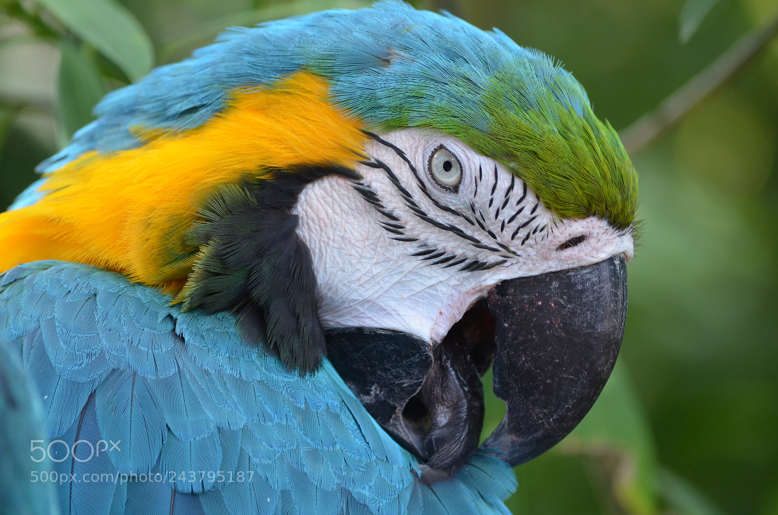 Nikon D5100 sample photo. Parakeet photography